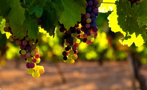 Comment organiser une visite des vignobles de la Rioja, Espagne ?